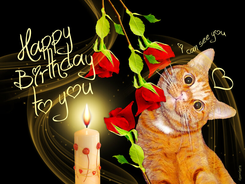 Orange Tabby Cat — Black