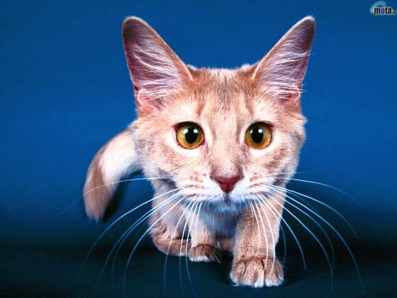 Orange Tabby Cat — Blue, Alert