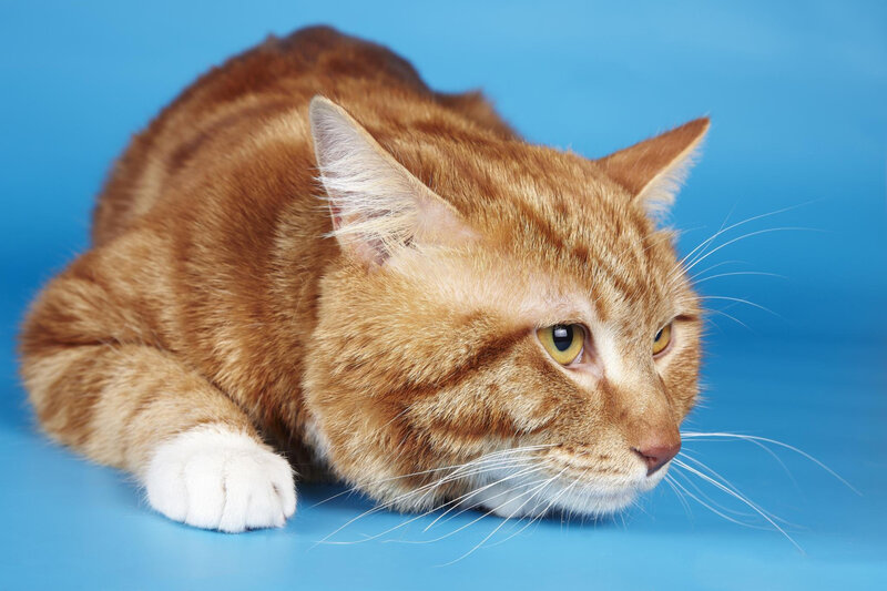 Orange Tabby Cat — Blue, Calm, Photograph, Blue Background