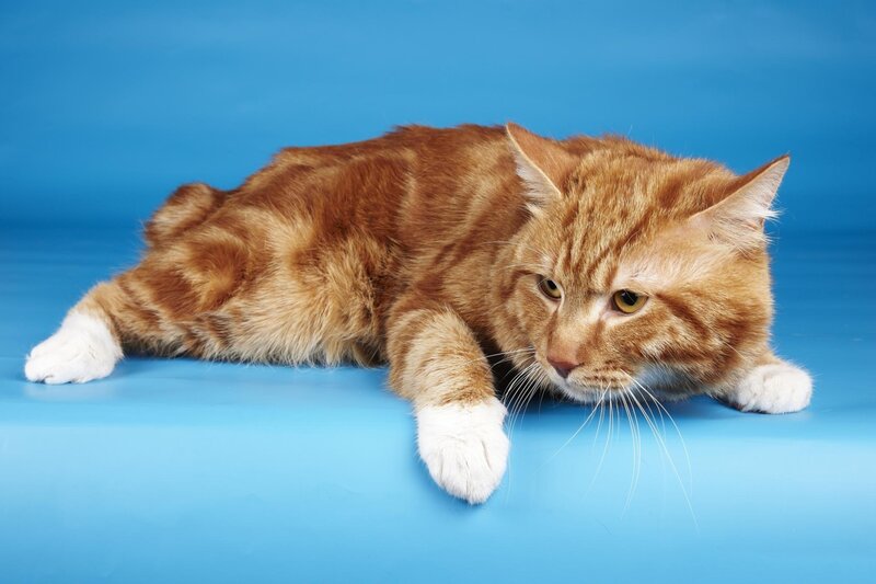 Orange Tabby Cat — Blue, Calm, Photograph, Whiskers