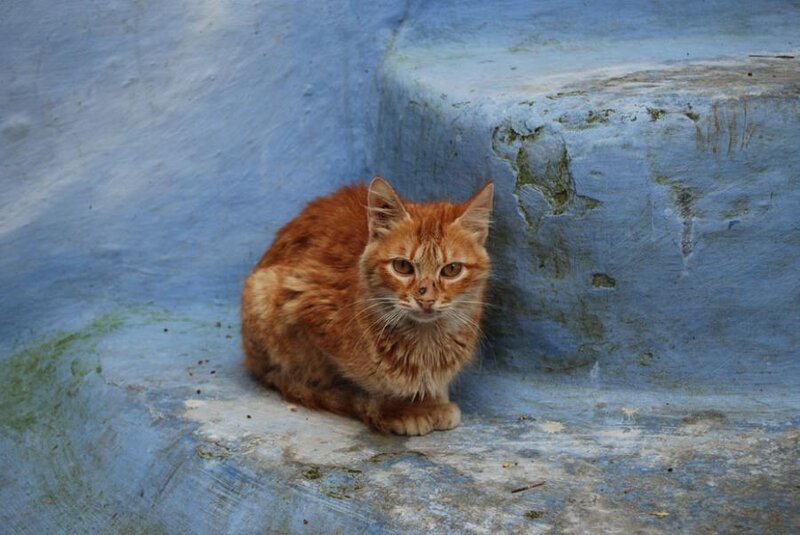 Orange Tabby Cat — Blue, Calm