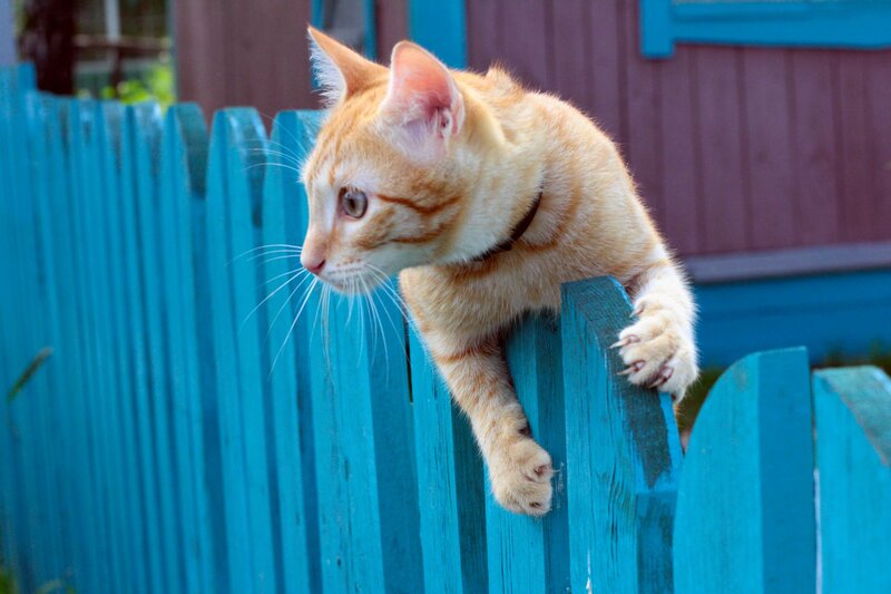 Orange Tabby Cat — Blue, Curious, Afternoon
