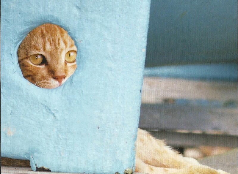 Orange Tabby Cat — Blue, Curious, Photograph