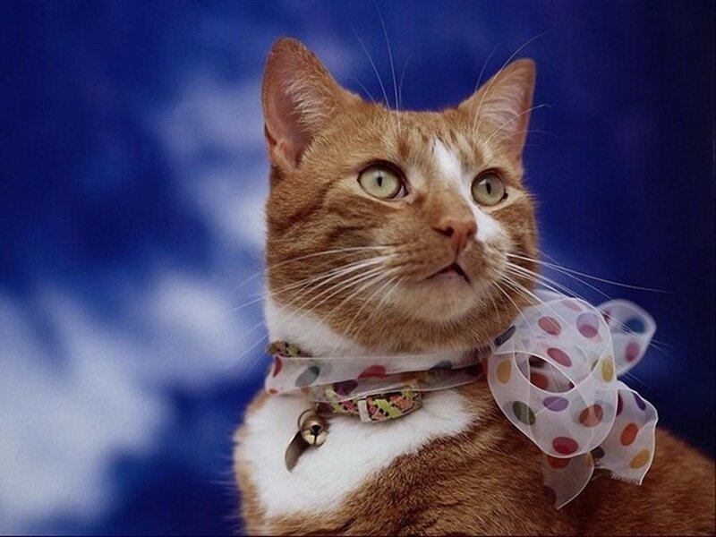 Orange Tabby Cat — Blue, Curious