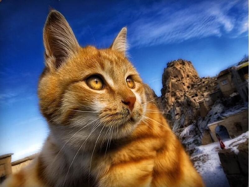 Orange Tabby Cat — Blue, Dramatic