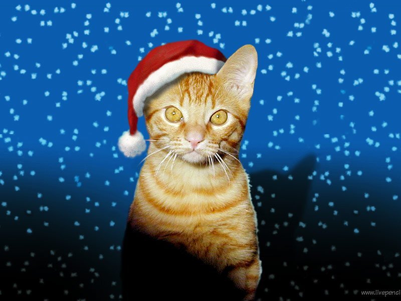 Orange Tabby Cat — Blue, Festive