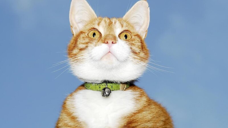 Orange Tabby Cat — Blue, Neutral