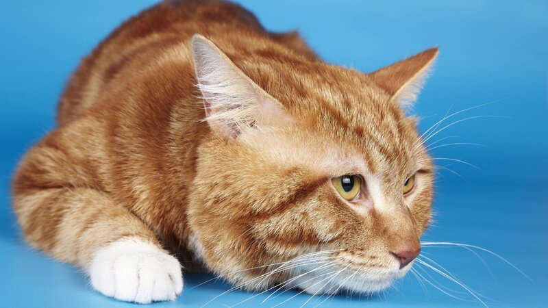 Orange Tabby Cat — Blue, Photograph