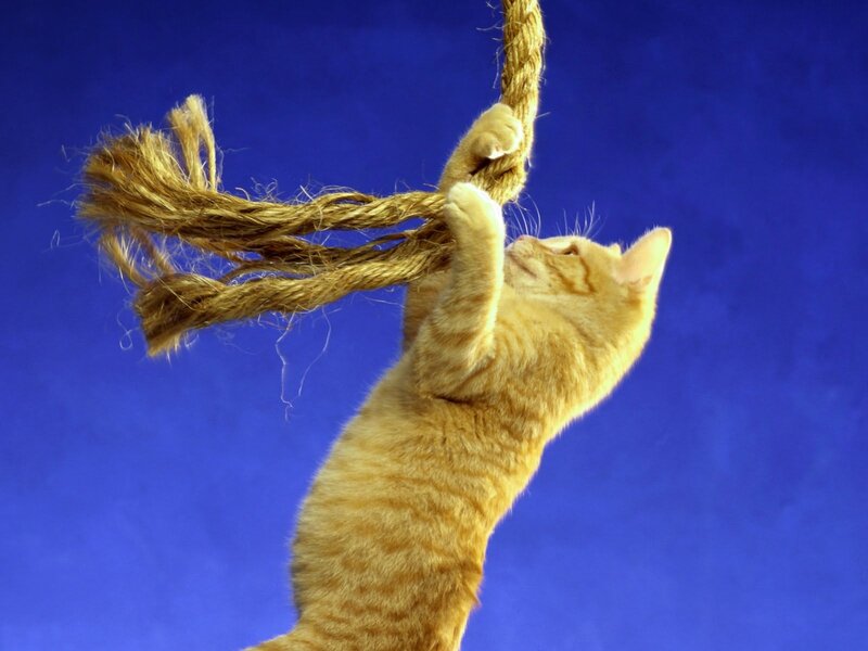 Orange Tabby Cat — Blue, Playful, Photograph