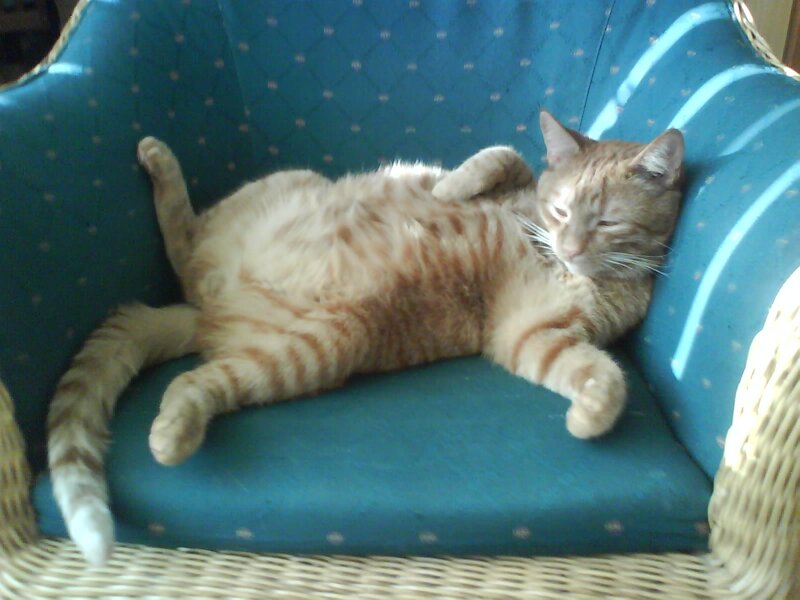 Orange Tabby Cat — Blue, Relaxed, Afternoon, Photograph