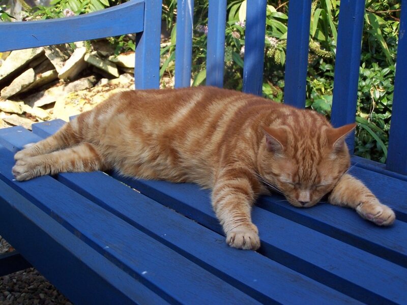 Orange Tabby Cat — Blue, Relaxed, Afternoon