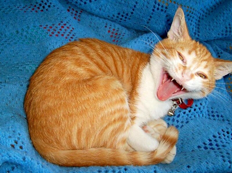 Orange Tabby Cat — Blue, Relaxed
