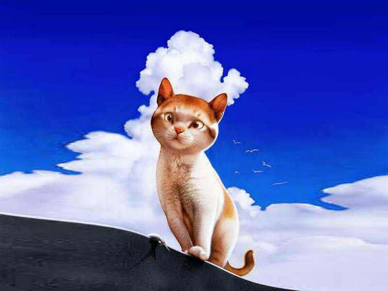 Orange Tabby Cat — Blue, Serene, Afternoon