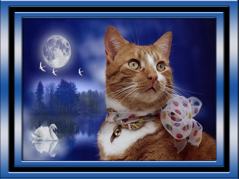Orange Tabby Cat — Blue, Serene