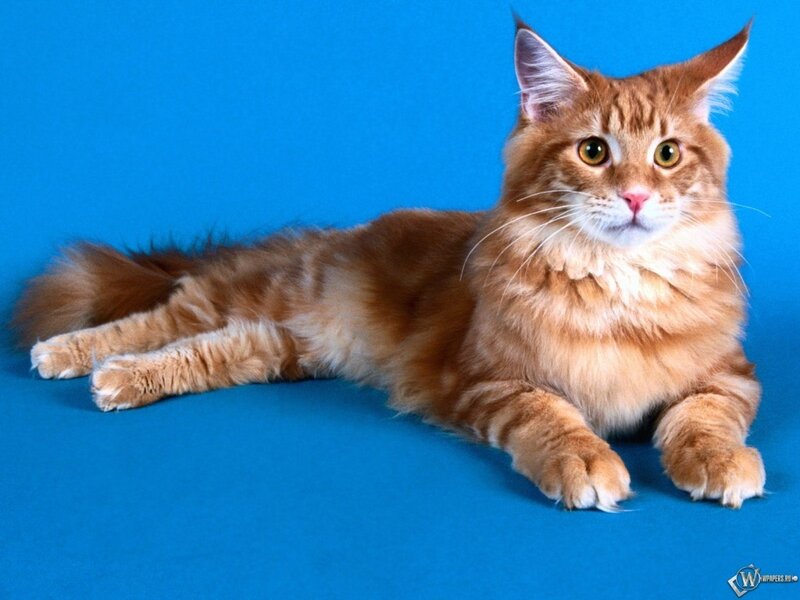 Orange Tabby Cat — Blue