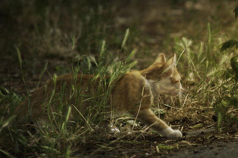 Orange Tabby Cat — Brown, Calm, Afternoon, Photograph, Grass