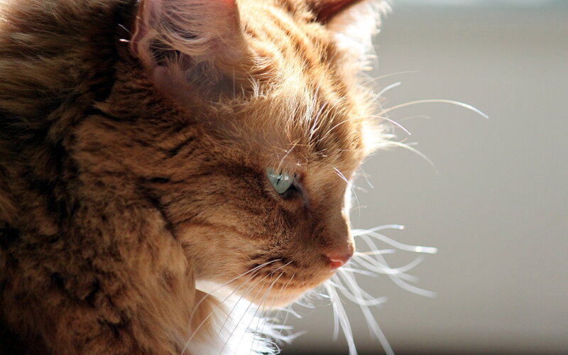 Orange Tabby Cat — Brown, Calm, Afternoon, Photograph