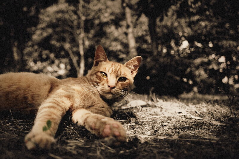 Orange Tabby Cat — Brown, Calm, Afternoon, Photograph, Trees