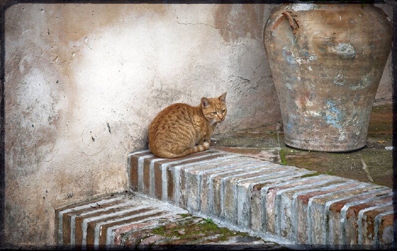 Orange Tabby Cat — Brown, Calm, Afternoon, Photograph, Wall