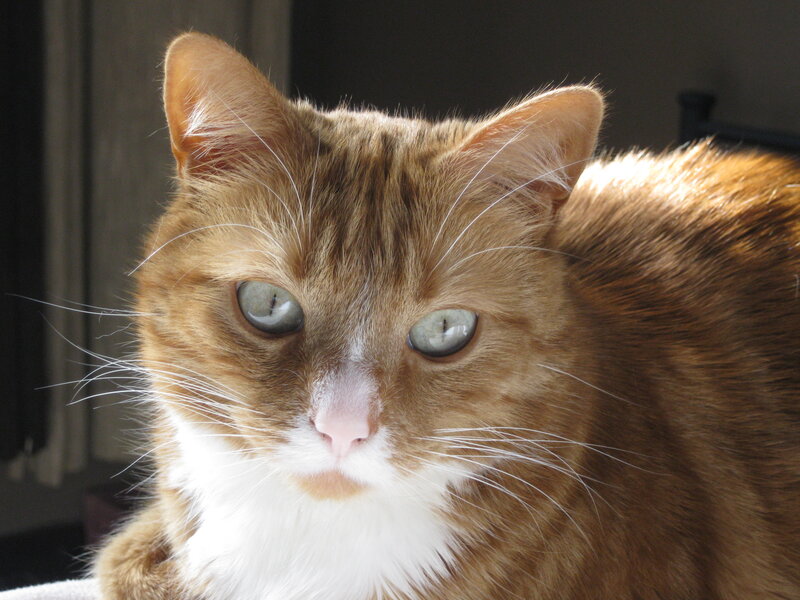 Orange Tabby Cat — Brown, Calm, Afternoon, Photograph, Whiskers