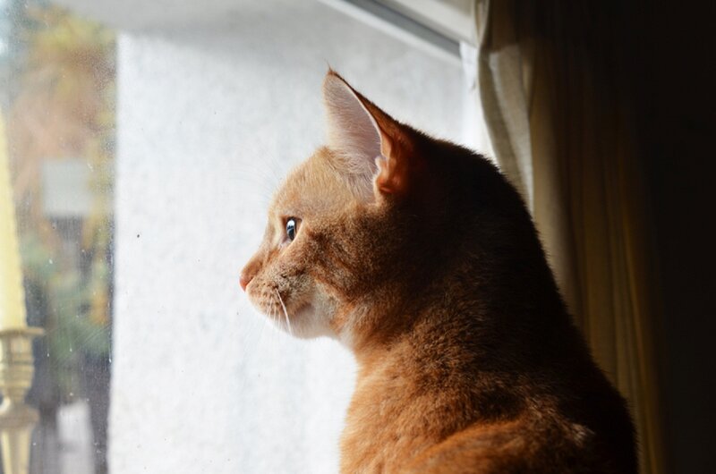 Orange Tabby Cat — Brown, Calm, Afternoon, Photograph, Window