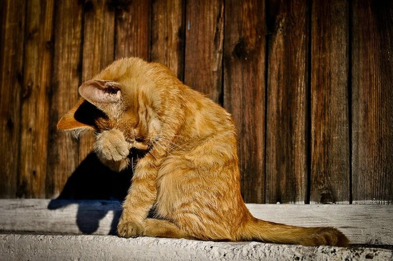 Orange Tabby Cat — Brown, Calm, Afternoon