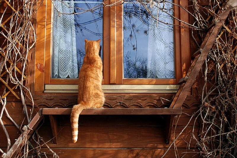 Orange Tabby Cat — Brown, Calm, Autumn, Photograph