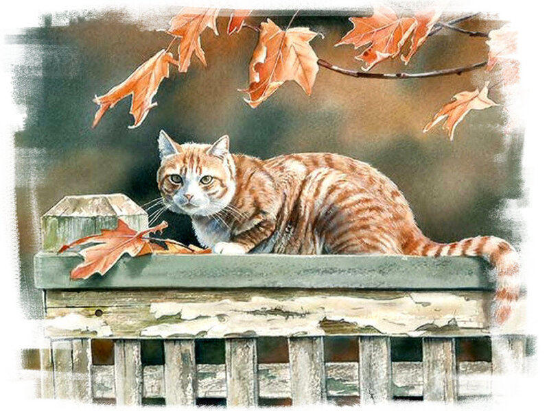 Orange Tabby Cat — Brown, Calm, Autumn