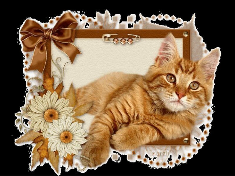 Orange Tabby Cat — Brown, Calm, Digital Art