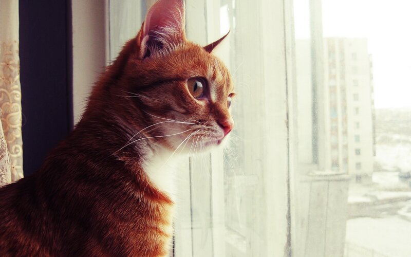 Orange Tabby Cat — Brown, Calm, Morning, Photograph, Window, Curtain