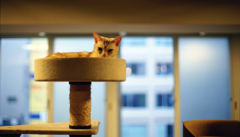 Orange Tabby Cat — Brown, Calm, Night, Photograph, Cat Tree