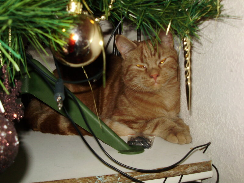 Orange Tabby Cat — Brown, Calm, Night, Photograph