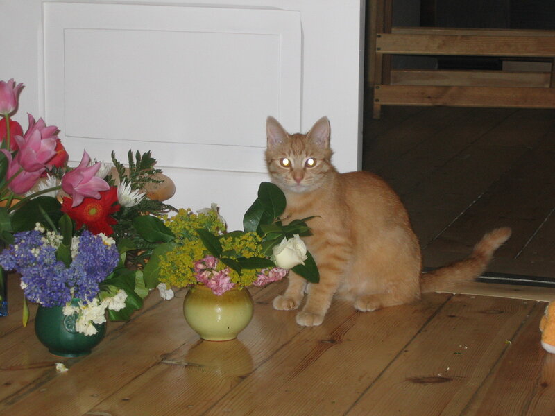 Orange Tabby Cat — Brown, Calm, Night