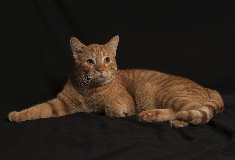 Orange Tabby Cat — Brown, Calm, Photograph, Black Fabric