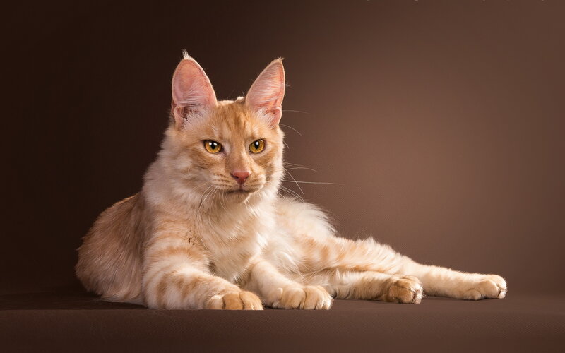 Orange Tabby Cat — Brown, Calm, Photograph, Brown Background