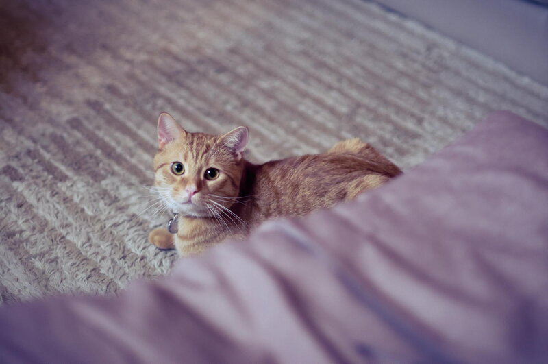 Orange Tabby Cat — Brown, Calm, Photograph, Carpet, Pillow