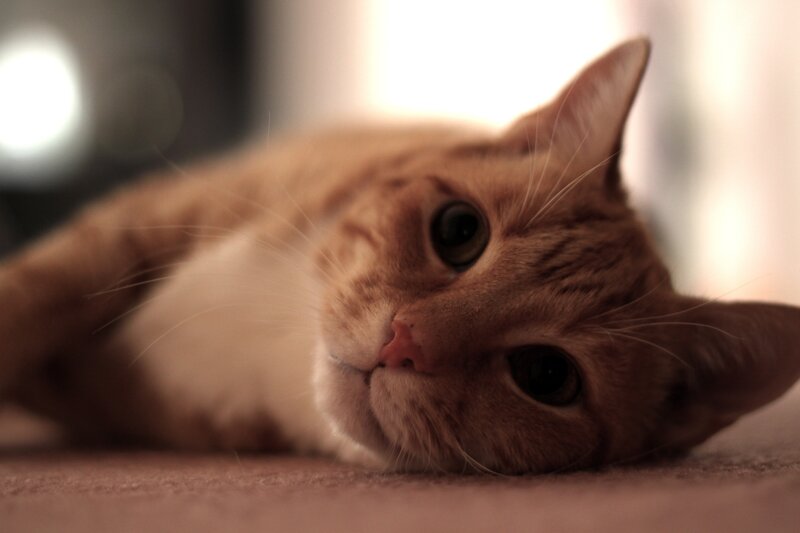 Orange Tabby Cat — Brown, Calm, Photograph, Carpet