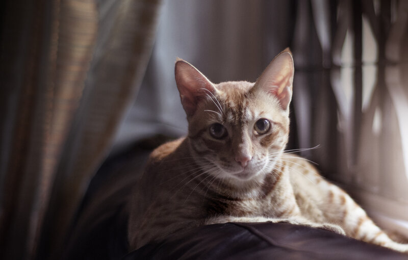 Orange Tabby Cat — Brown, Calm, Photograph, Curtain