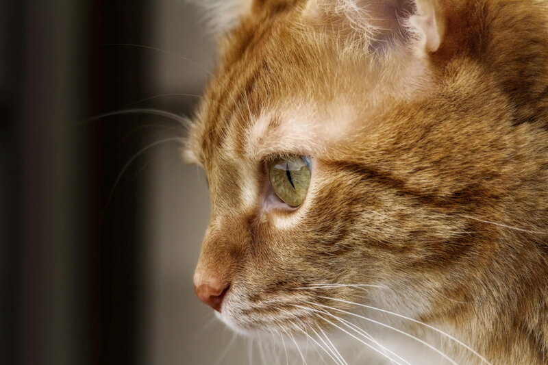Orange Tabby Cat — Brown, Calm, Photograph, Eye