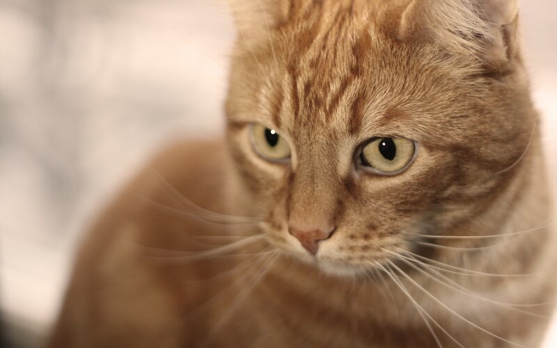 Orange Tabby Cat — Brown, Calm, Photograph, Eyes