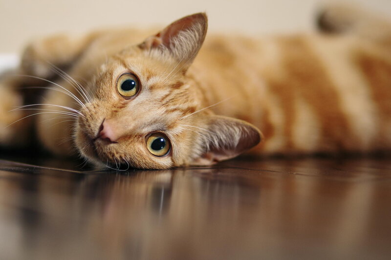 Orange Tabby Cat — Brown, Calm, Photograph, Floor