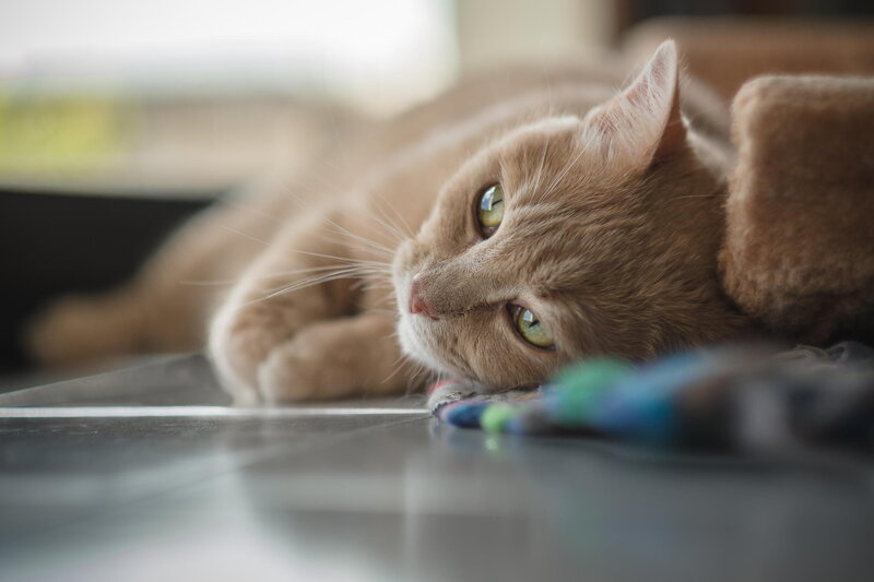 Orange Tabby Cat — Brown, Calm, Photograph, Floor, Toy