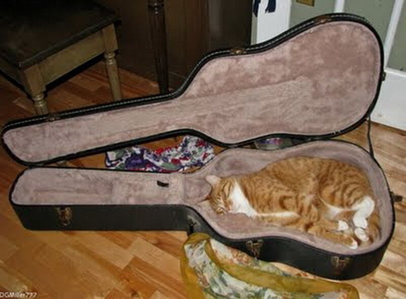 Orange Tabby Cat — Brown, Calm, Photograph, Guitar Case