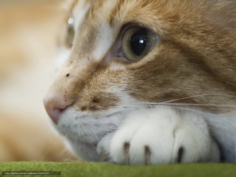 Orange Tabby Cat — Brown, Calm, Photograph, Paw