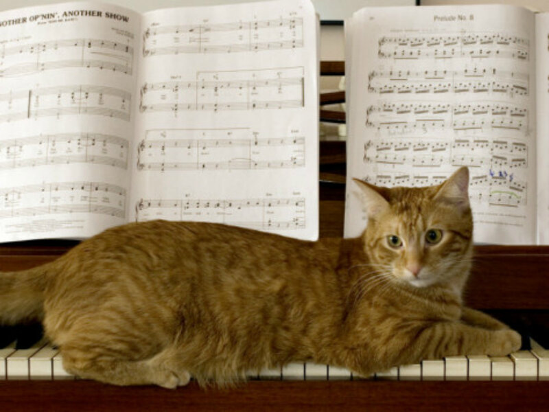 Orange Tabby Cat — Brown, Calm, Photograph, Piano