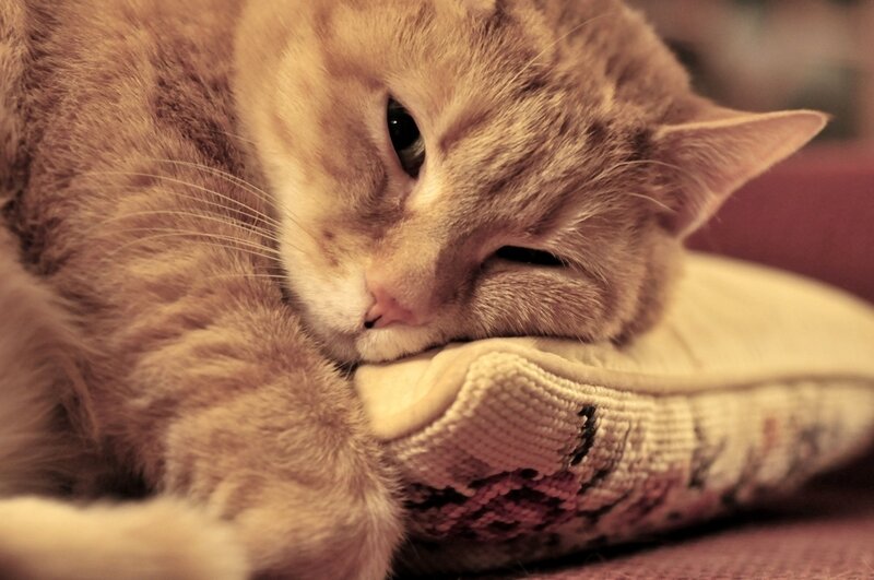 Orange Tabby Cat — Brown, Calm, Photograph, Pillow