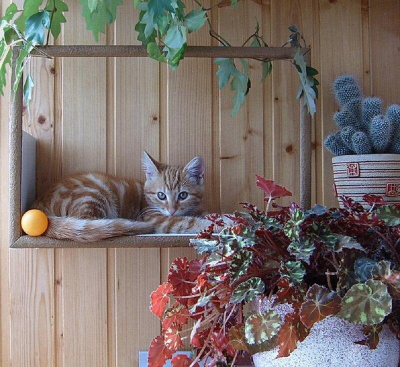 Orange Tabby Cat — Brown, Calm, Photograph, Plants, Cactus