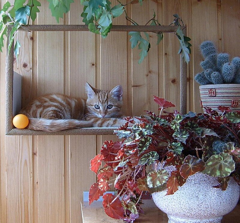 Orange Tabby Cat — Brown, Calm, Photograph, Plants