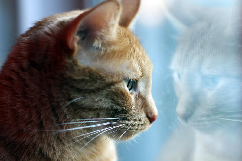 Orange Tabby Cat — Brown, Calm, Photograph, Reflection