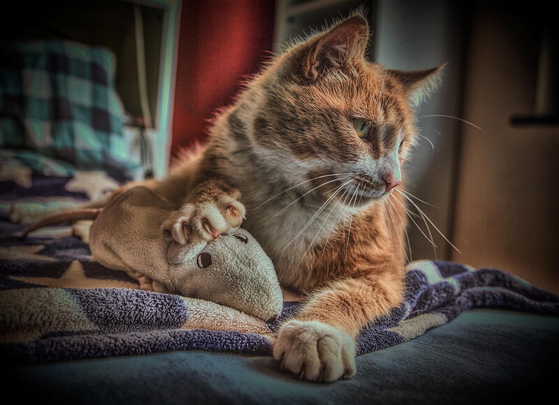 Orange Tabby Cat — Brown, Calm, Photograph, Stuffed Toy